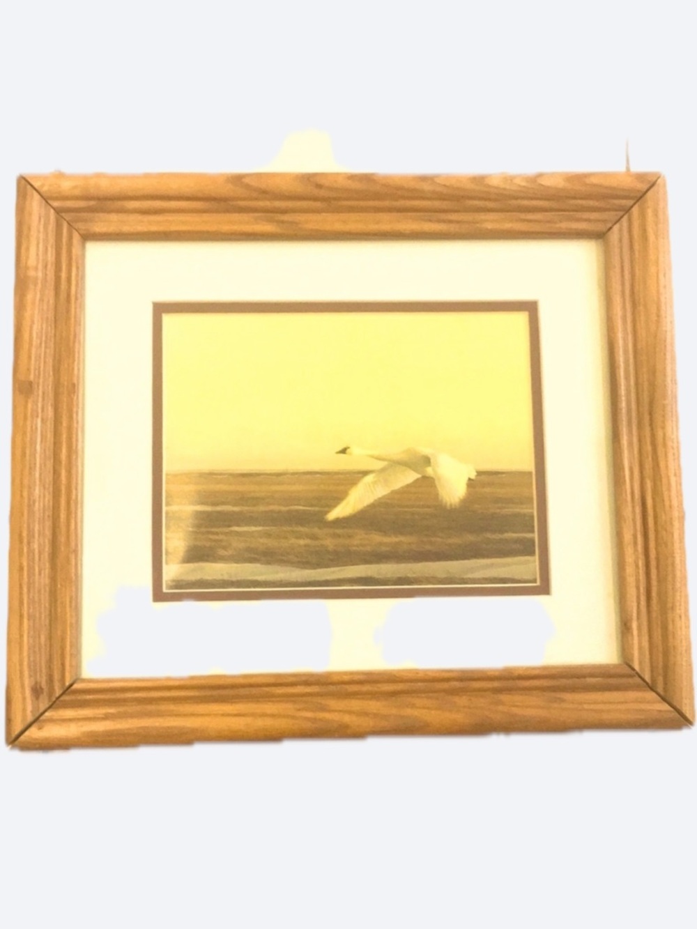 Mute Swan In Flight Framed Art Print Solid Oak Wood Frame 12x14